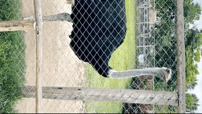 Ostrich bird of prey behind a fence at a zoo in Lima Peru grass animals wildlife in cages zoological study vertical video in 4k