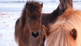 Horses In Winter. Rural Animals in Snow Covered Meadow. Pure Nature in Iceland. Frozen North Landscape. Go Everywhere, Travel Europe. Shot in 8k Resolution.