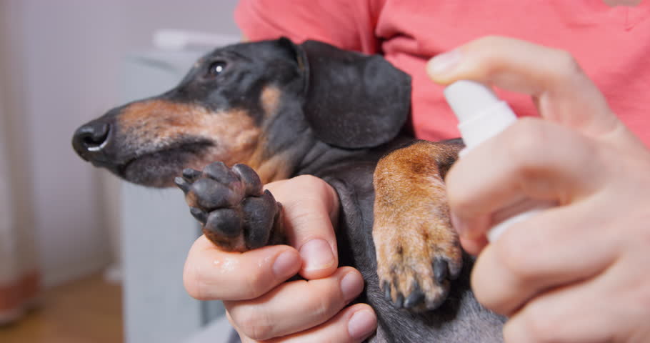 Pet is treated with medicinal spray paw. Sluggish dog lies on hands of owner of wound treatment procedure antiseptic cotton pad. Dachshund injured his paw in vet aid decontaminate disinfect treatment  Royalty-Free Stock Footage #1098877861