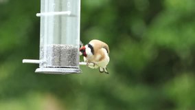 Video of European Goldfinch feeding at a bird table in the UK