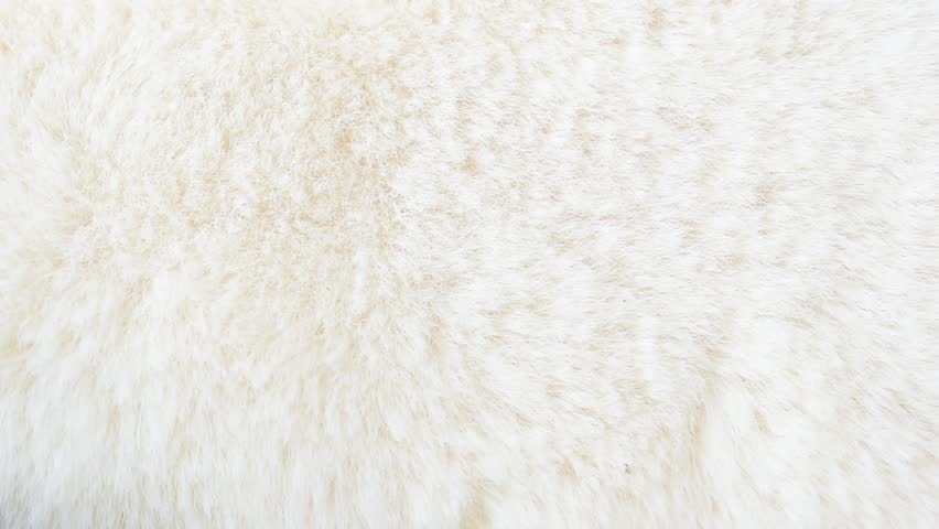 White fur texture close up video | Shutterstock HD Video #1098883807