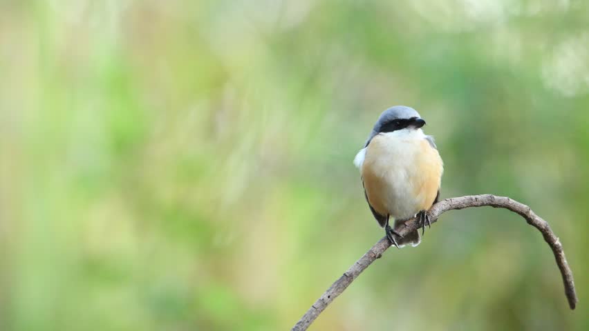 Brown Shrike; Lanius cristatus Standing on the branch in the windy in the morning.