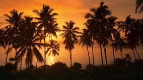 Lovely red sunset view of the palm trees and the sea, a beam of light shines through the palm trees, aerial shot