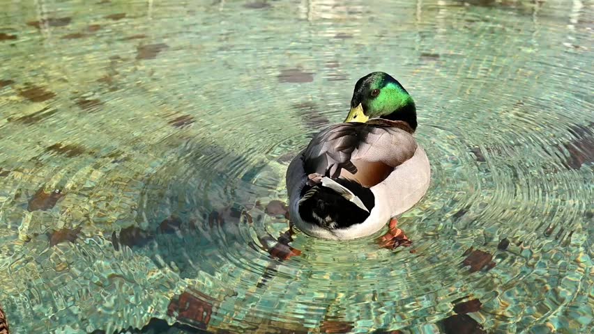 Pair of wild ducks swimming on a lake.
