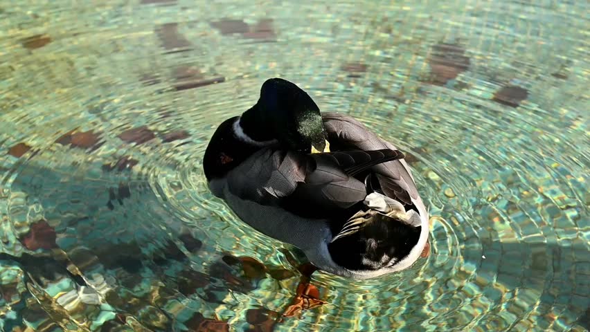 Pair of wild ducks swimming on a lake.