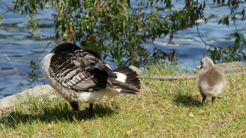 Canada geese with a young in Stockholm Sweden