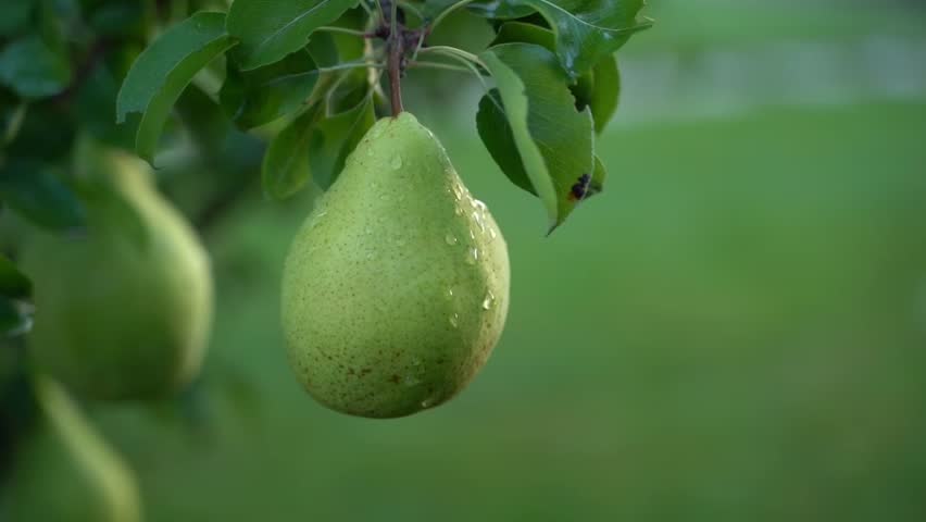A growing pear tree in drops of water after rain hangs on a tree in the evening sunset lighting close-up on a blurred background. Smooth parallax around growing fruit in the garden Royalty-Free Stock Footage #1098900461