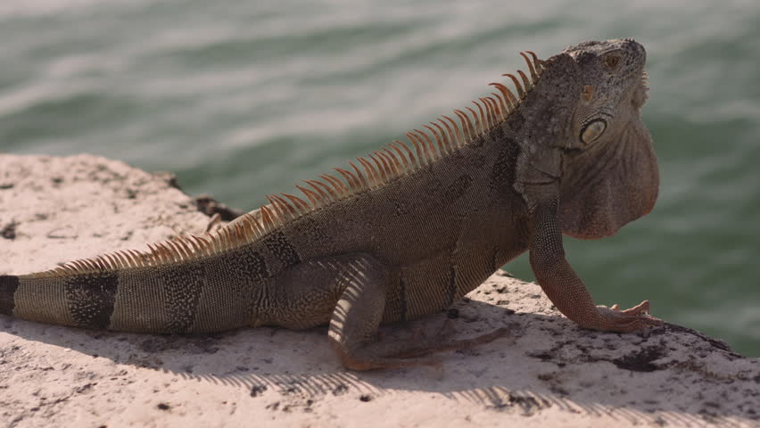 A closeup view of an iguana on the stone in Florida on a sunny day | Shutterstock HD Video #1098900713