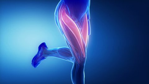 Thigh muscles - leg muscles anatomy animation