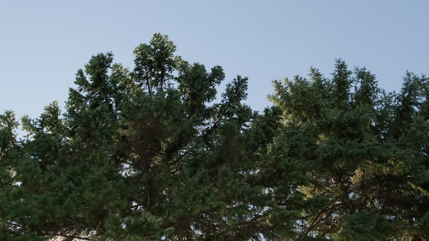 The sun rays and the sun broke through the coniferous forest through the trees.