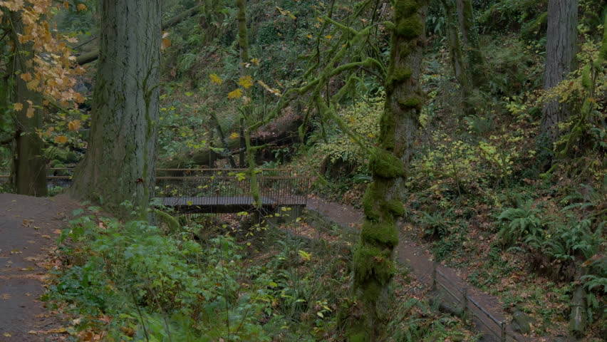 Moving through a lush and beautiful autumn forest in Oregon. Wide shot. Wide camera footage