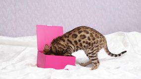 Photo of bengal breed kitten plays with pink box indoors. Present for holiday , playfull kitten 4k horizontal footage