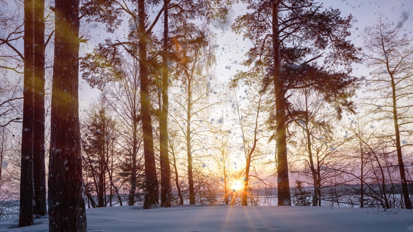 Timelapse shot of golden sunset behind snow covered trees and floor. - Sun setting over sky in winter scene. Royalty-Free Stock Footage #1098911889