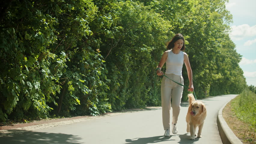Woman cynologist walking golden retriever. Professional animal trainer going with labrador outdoor. Dog walking service. Happy domestic animals. Royalty-Free Stock Footage #1098913053