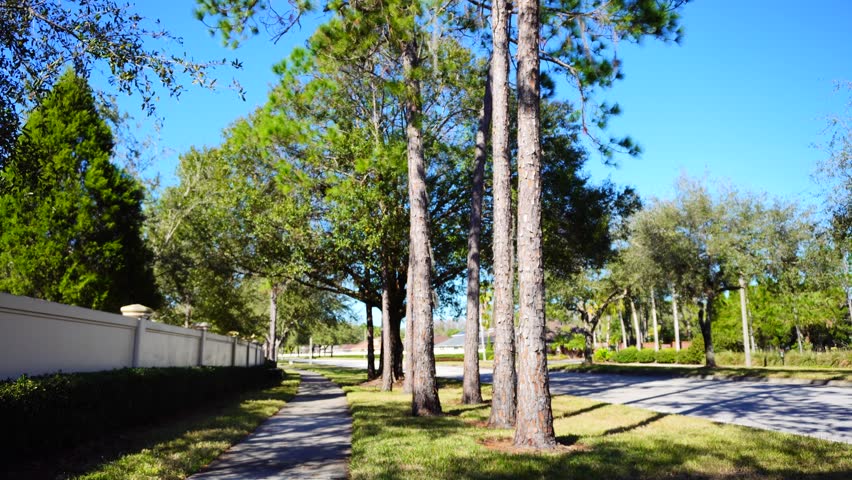 winter pine tree and leaf inFlorida	