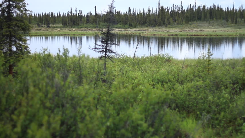 Trees Reflect Off of Serene Lake in Alaska Wilderness