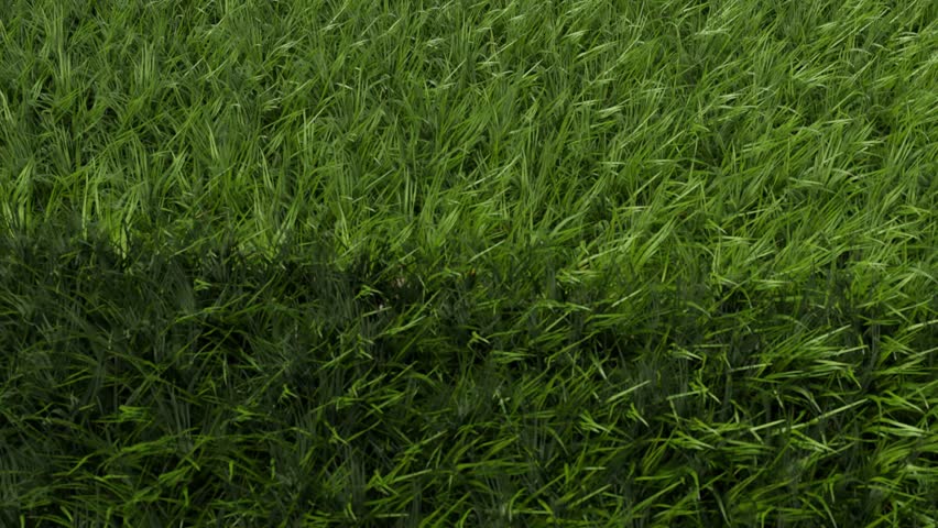 3D animation - two soccer balls next to open laptop with white screen on field