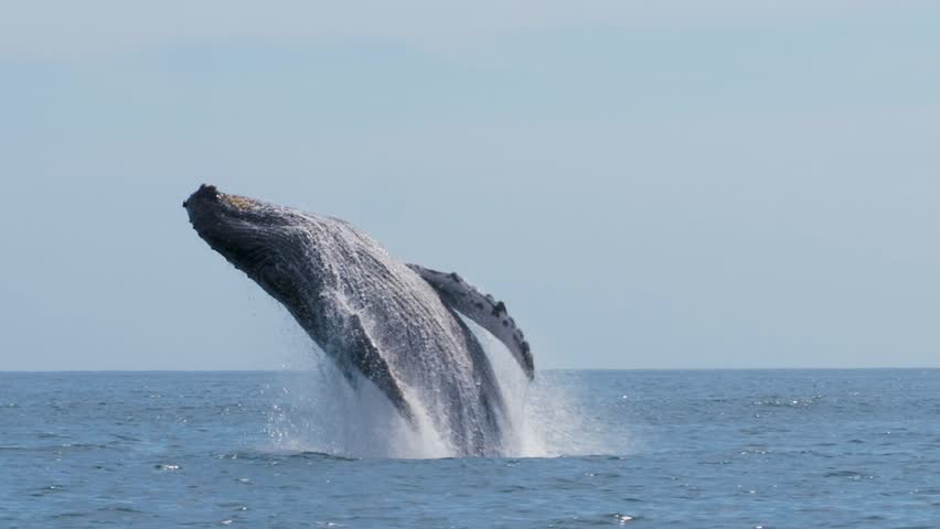 Large Whale jumping out of the water next to the boat making a big splash very close and detailed | Shutterstock HD Video #1098919571