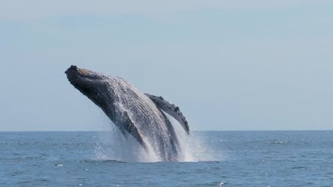Large Whale jumping out of the water next to the boat making a big splash very close and detailed Vídeo Stock