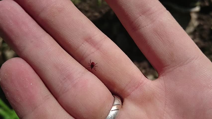 A small insect is a tick, crawling along the arm.