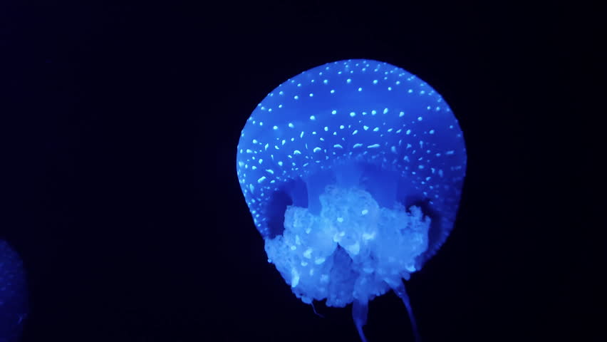 Blue glowing jellyfish floating in the water on blue background. Royalty-Free Stock Footage #1098927867