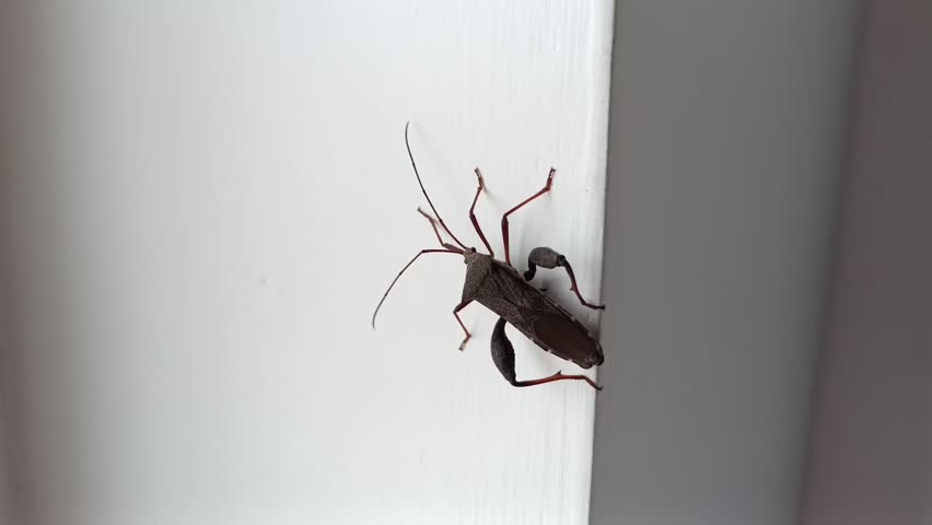 Acanthocepala Terminalis, an insect in other name is leaf foted bug, Medan, January 13, 2023