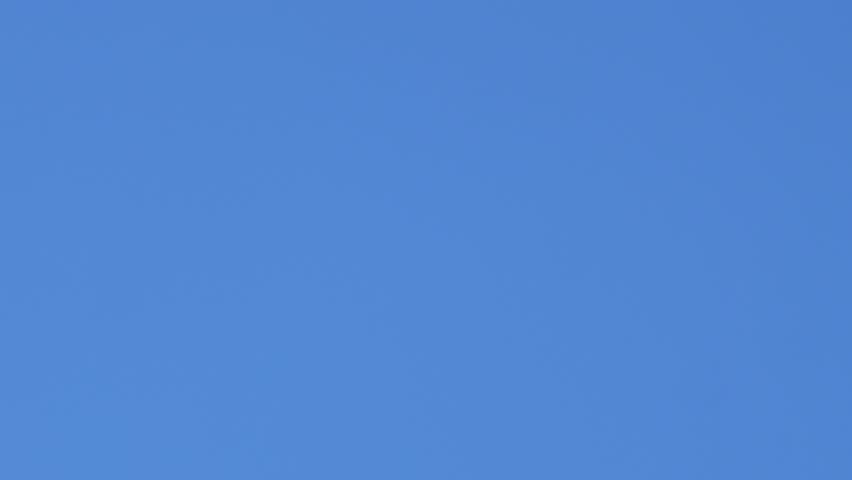 Migratory birds. A flock of cranes close-up flies in a wedge against a blue sky. Ornithology