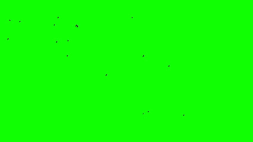 Appear in clear green screen. A huge flock of black ravens flies away to the top . Slow motion. Chromakey | Shutterstock HD Video #1098929063