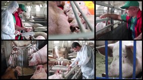 Sustainable Livestock Farming - Multi Screen Video. Animal Husbandry. Dairy Cows Grazing in Green Field. Farmer and Veterinarian Talking at Livestock Farm. Pig Farming. Cattle and Dairy Farming.