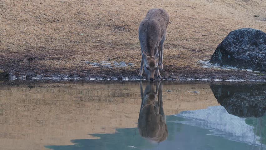 Deer in Nara Park drinking water from the pond