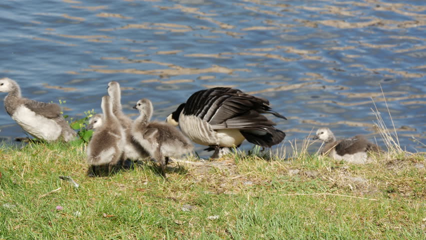 Canada geese protect her young in Stockholm Sweden