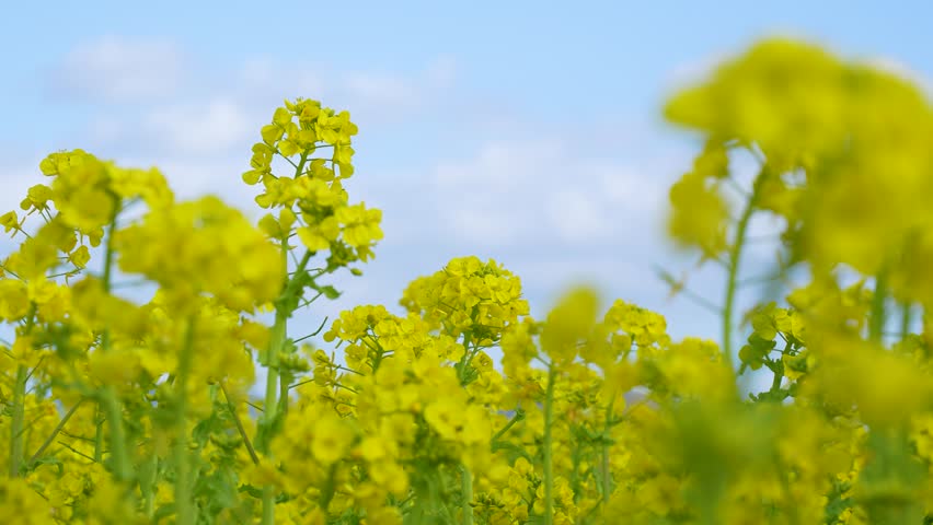 Shooting a field of canola blossoms swaying in the wind.
4K 120fps edited to 30fps. Royalty-Free Stock Footage #1098937533