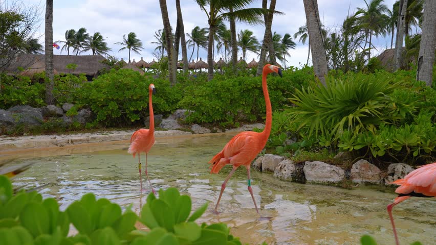 Red flamingos walking around an island with palm trees in Playa del Carmen, Quintana Roo, Mexico, located in the east of the Yucatan Peninsula, Quintana Roo Royalty-Free Stock Footage #1098937573