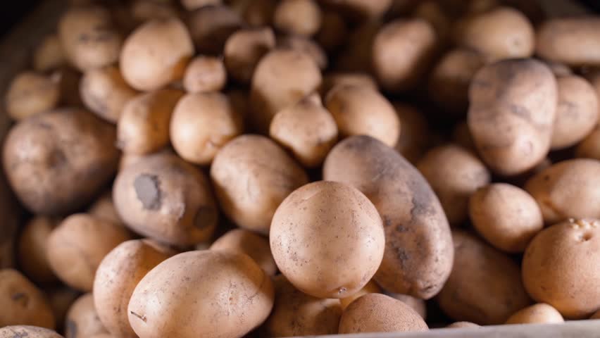 A hand takes a potato and puts three hundred us dollars in return close-up at the market. Rising prices for vegetables and agricultural products. Conclusion of an agreement for the export of potatoes