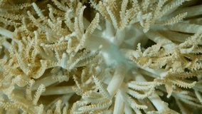 Vertical video, close-up of corals in the sun rays. Coral polyps on a sunny day. Slow motion