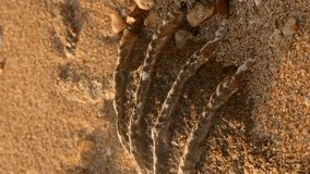 VERTICAL VIDEO, Close-up of the fossilized tridacna clam shell on a coral-sandy beach in the surf zone. Slow motion, Red Sea, Egypt