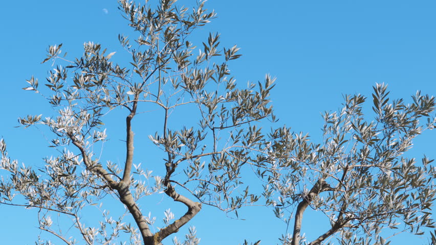 Cut branches under the olive trees, working process on agriculture plantation in spring or autumn time, pruning olive trees branches for better growing and cultivation on groves