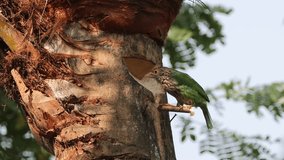 barbet bird drinking date palm juice from date palm tree.this 4k footage was taken from Chittagong,Bangladesh.