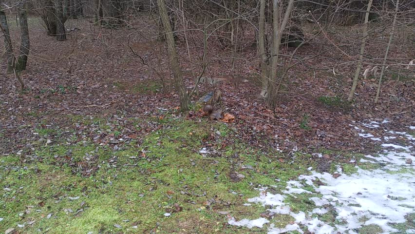 A squirrel sits on the grass and last year