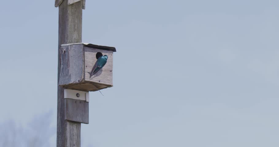 Two barn swallows interacting outside of their birdhouse. 