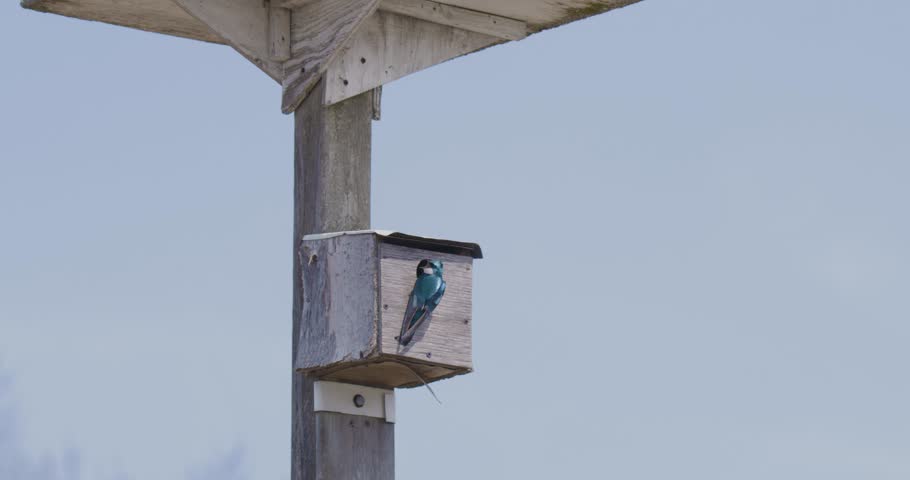 Two barn swallows interacting outside of their birdhouse.