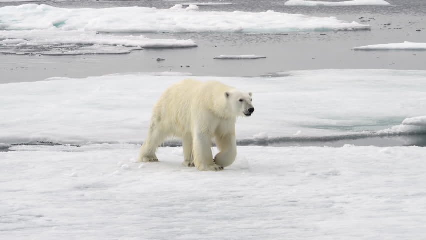Close-up of an adult polar bear walking on the ice of an iceberg. Climate change. Royalty-Free Stock Footage #1098944435