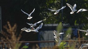 Lots of sea gulls flying around in London near river Thames looking for fresh fish. Beautiful 4k video of sea birds.