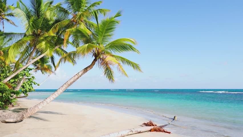 Palm tree leaning over tropical white sand beach and turquoise ocean of the Seychelles. Luxurious holidays in an island resort or on a seaside vacation. Summer time on the beach. | Shutterstock HD Video #1098945895