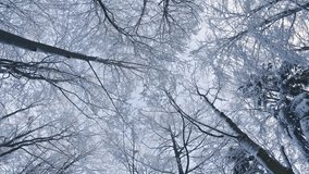 View of Frozen tree crown tops in cold winter forest with snowy trees nature backgrounds - Powered by Shutterstock - Get 15% off with code: PIKWIZARD15