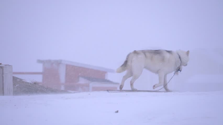 Slow motion sled dog walking in a snowstorm on the outskirts of Ilulissat, Greenland