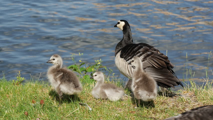 Canada geese with her young in Stockholm Sweden