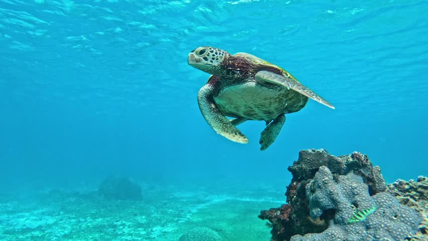  Closeup Of Green Sea Turtle Floating in The Middle Of The Tropical Blue Sea. - underwater, front view Royalty-Free Stock Footage #1098948089