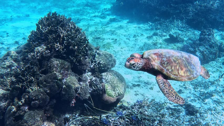 A Sea Turtle Gliding Over Coral Reef Of Tropical Blue Ocean. - underwater shot | Shutterstock HD Video #1098948263