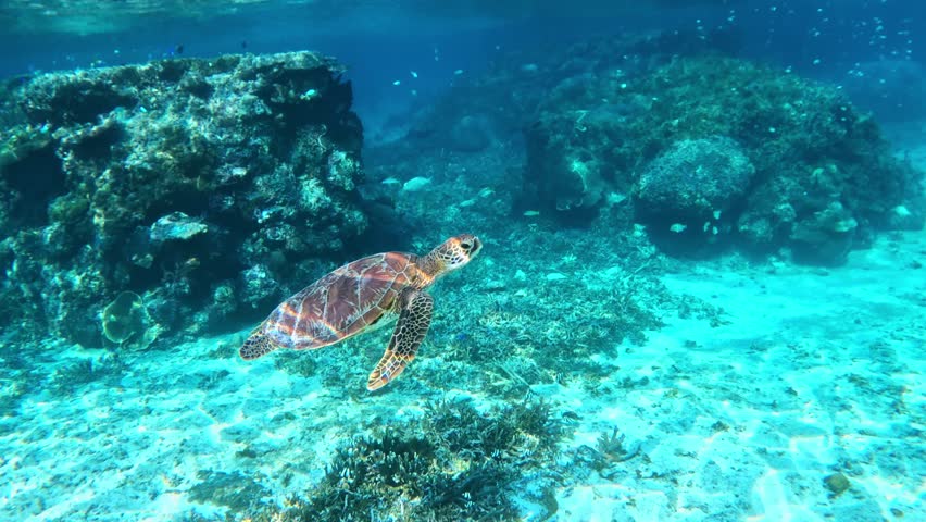 A Sea Turtle Swimming Under The Crystal Blue Sea With A School Of Reeffish In The Background- underwater, side view. 